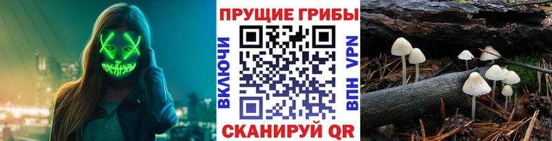 Псилоцибиновые грибы прущие грибы  купить закладку  Шимановск 